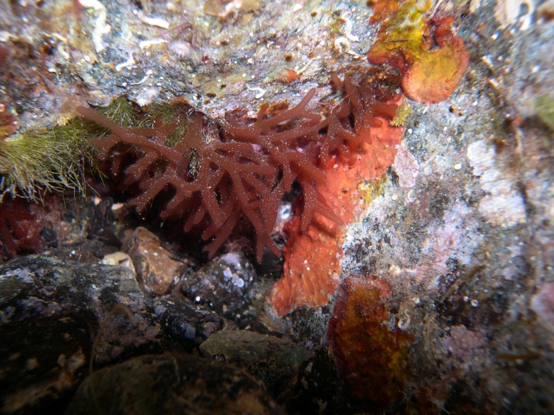 Nemastoma dichotomum